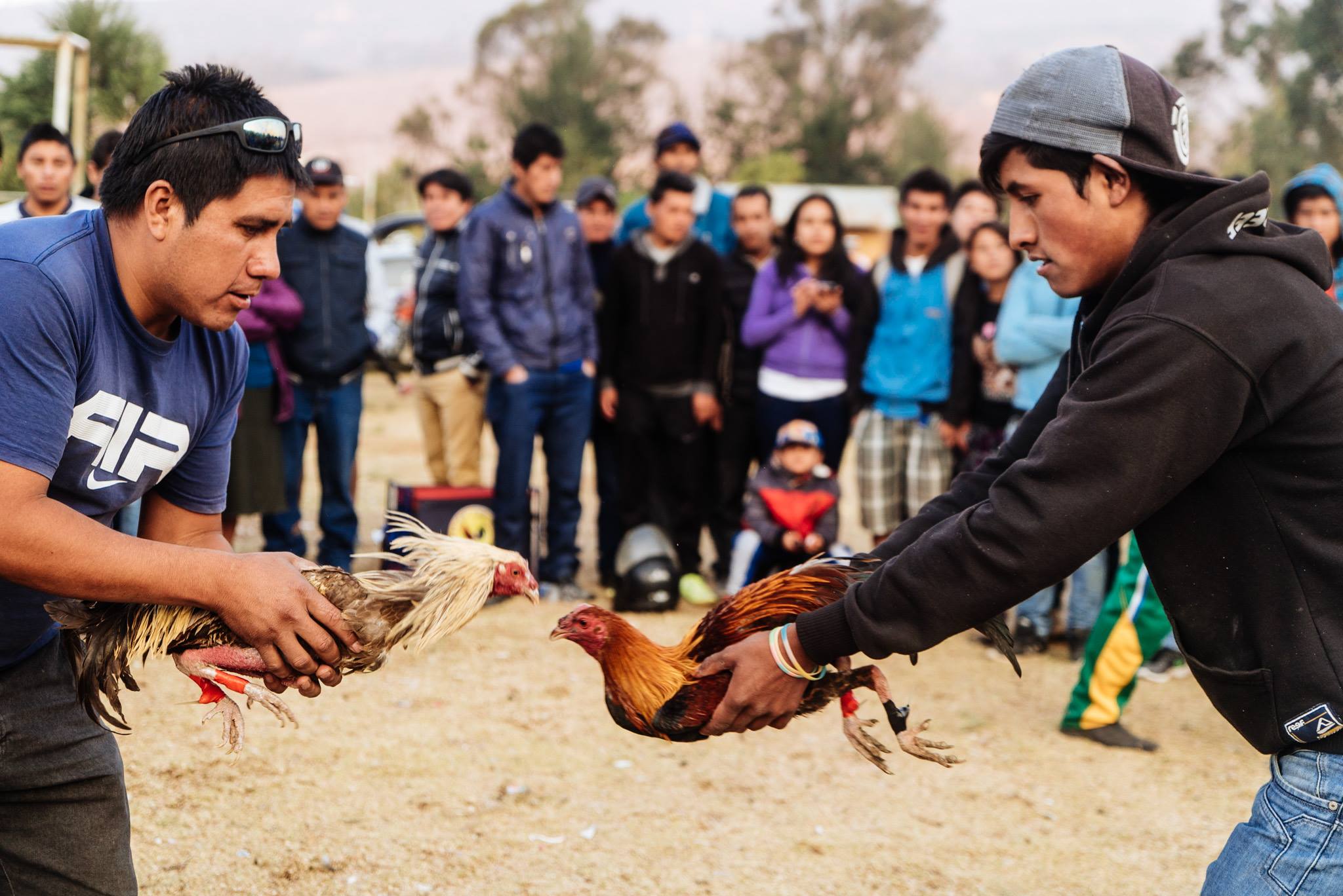 hình ảnh  Cockfighting in Peru