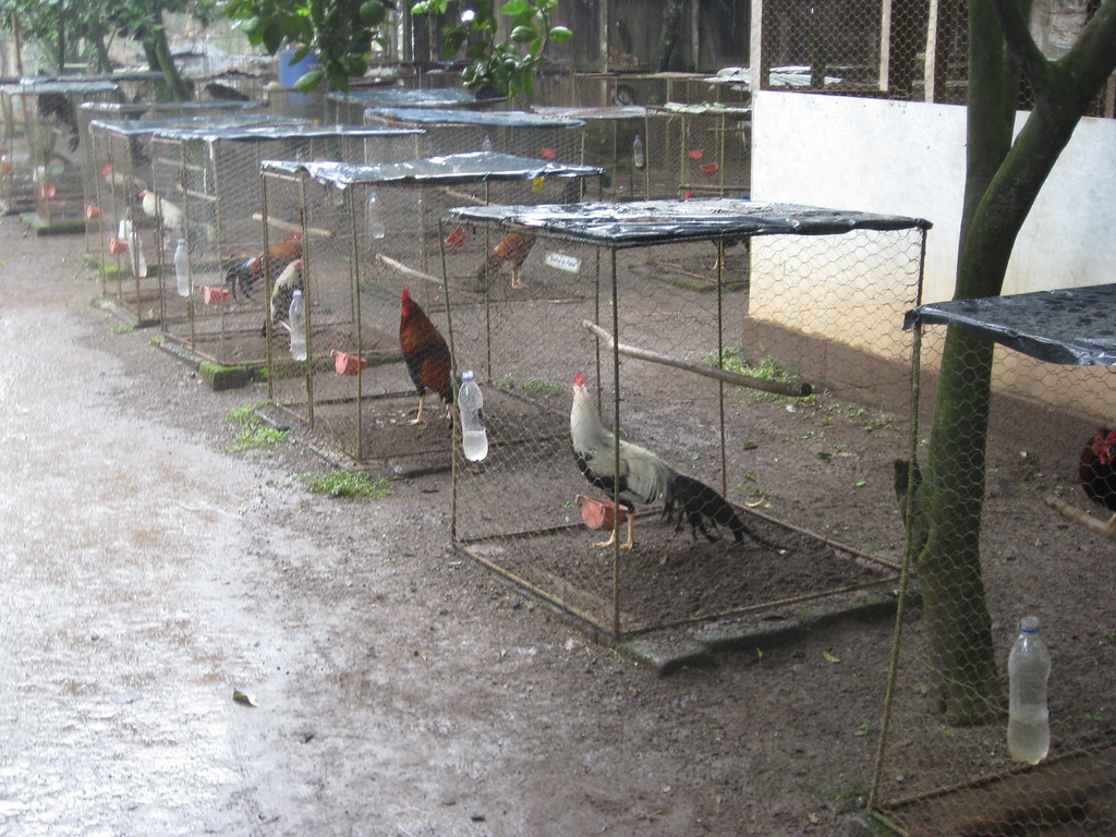 hình ảnh  Cockfighting in El Salvador