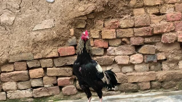 hình ảnh  Cockfighting in Peru