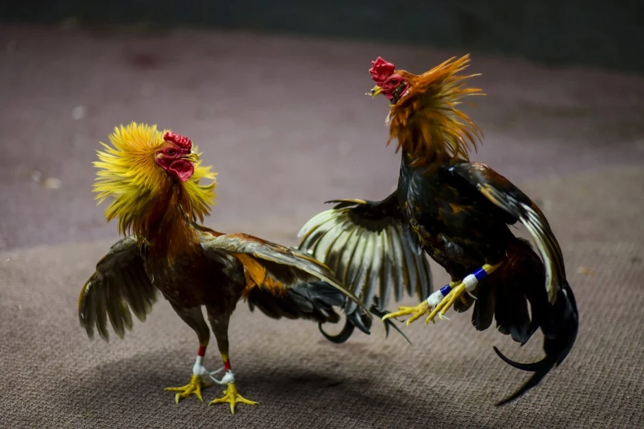 hình ảnh Cockfighting in Puerto Rico