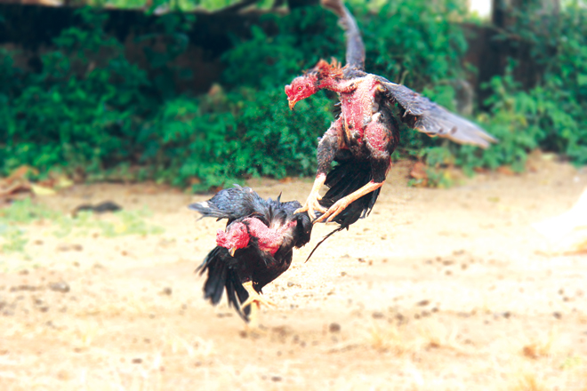 hình ảnh   Cockfighting in Vietnam (Chọi gà miền Bắc)