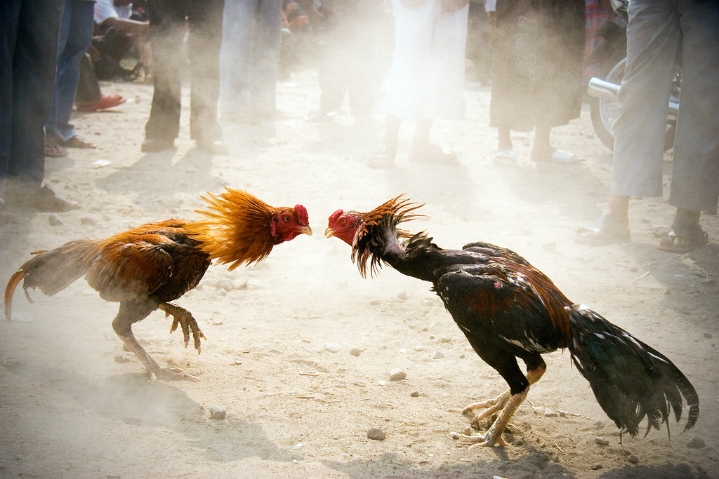 hình ảnh Cockfighting in Vietnam