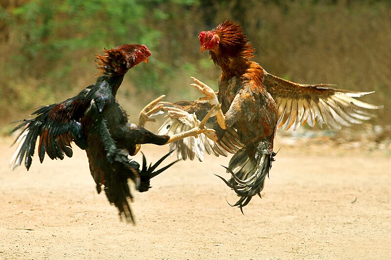 hình ảnh Cockfighting in Paraguay