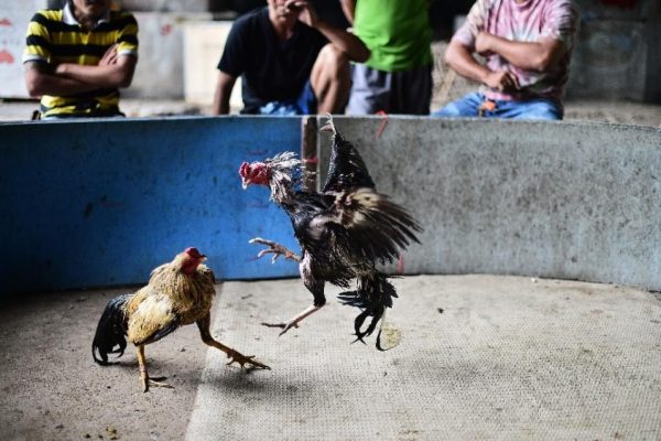 hình ảnh   Cockfighting in the Bahamas