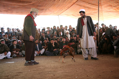 hình ảnh  Cockfighting in Afghanistan