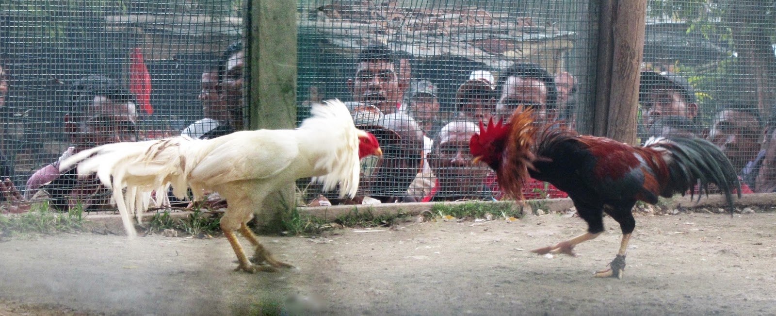 hình ảnh   Cockfighting in Timor-Leste