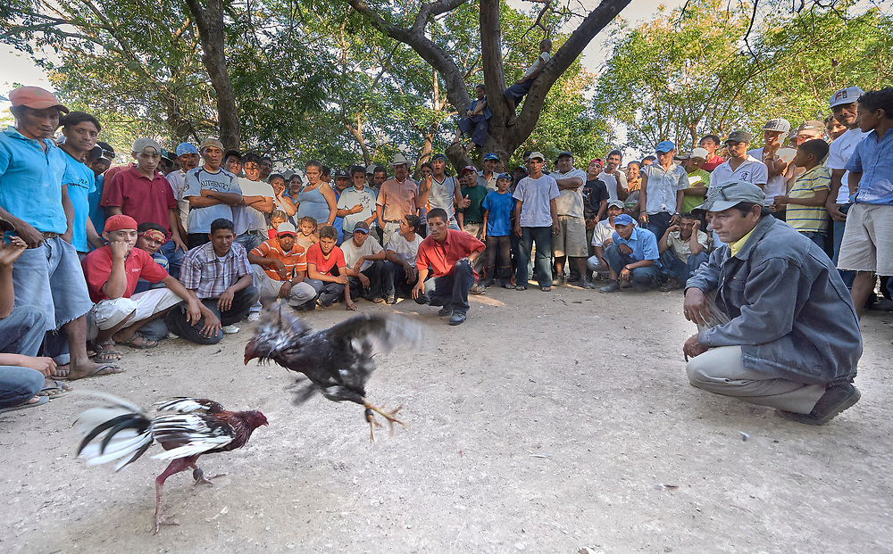 hình ảnh Cockfighting in Paraguay