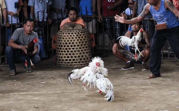 hình ảnh Cockfighting in Vietnam