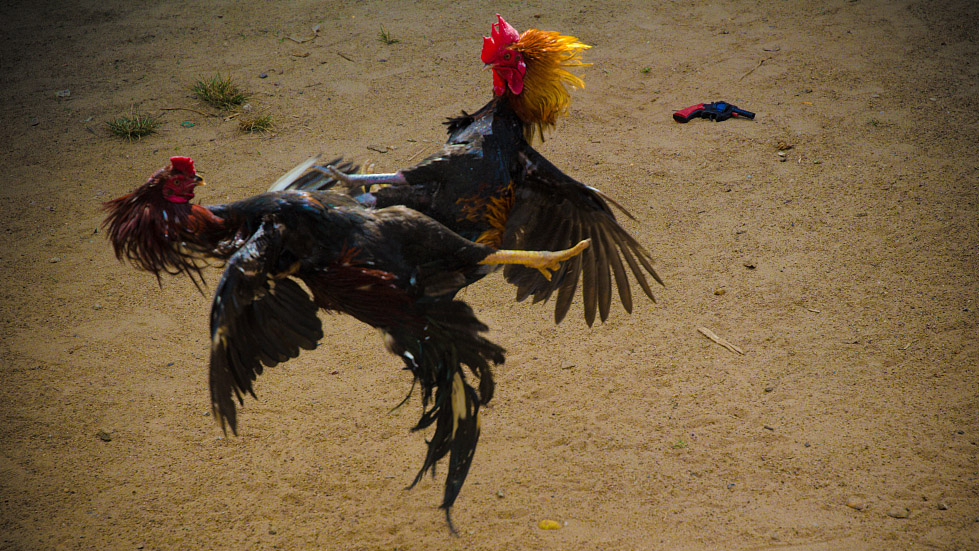 hình ảnh  Cockfighting in Peru