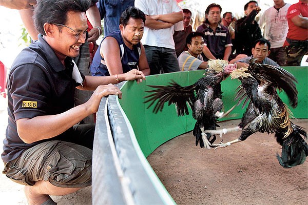 hình ảnh  Cockfighting in Cambodia