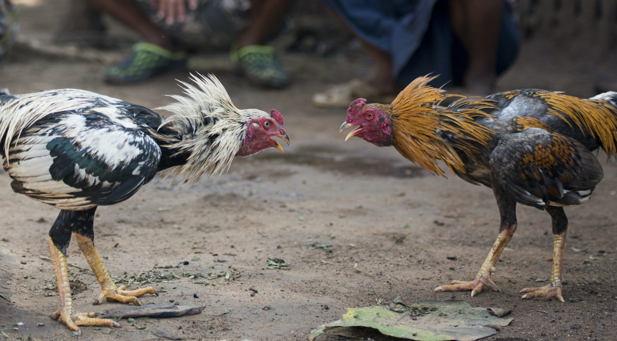 hình ảnh Cockfighting in Puerto Rico