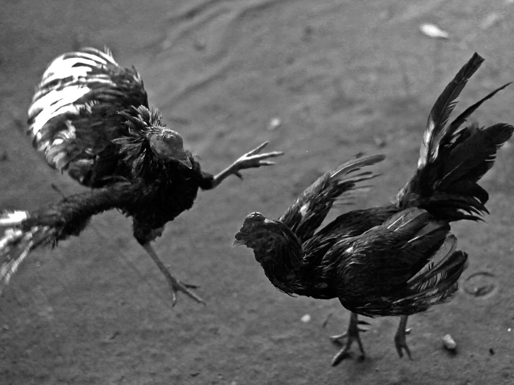 hình ảnh  Cockfighting in Haiti