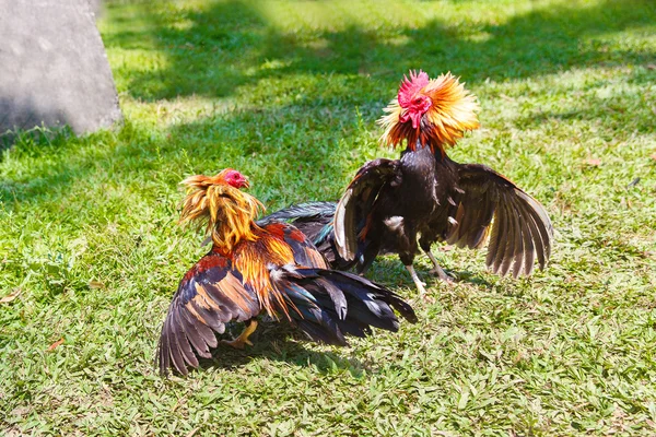 hình ảnh  Cockfighting in Ecuador