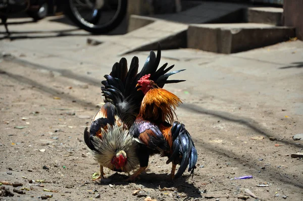 hình ảnh Cockfighting in Nepal