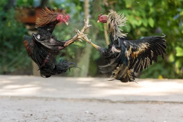 hình ảnh  Cockfighting in Ecuador