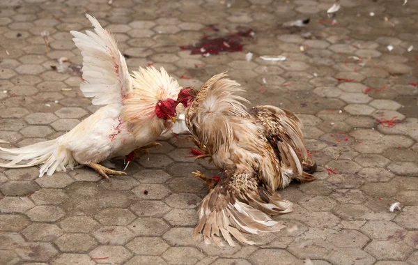 hình ảnh Cockfighting in Myanmar (Burma)