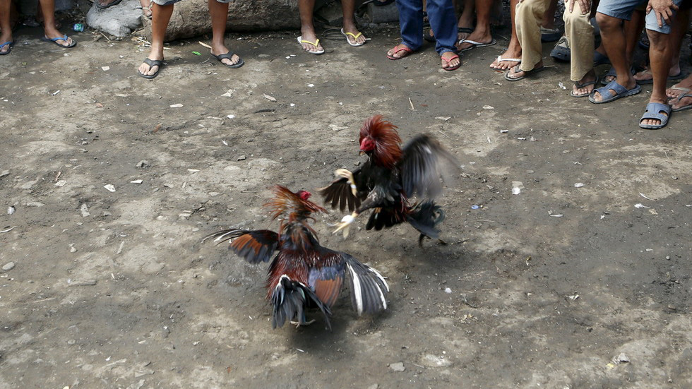 hình ảnh   Cockfighting in the Solomon Islands