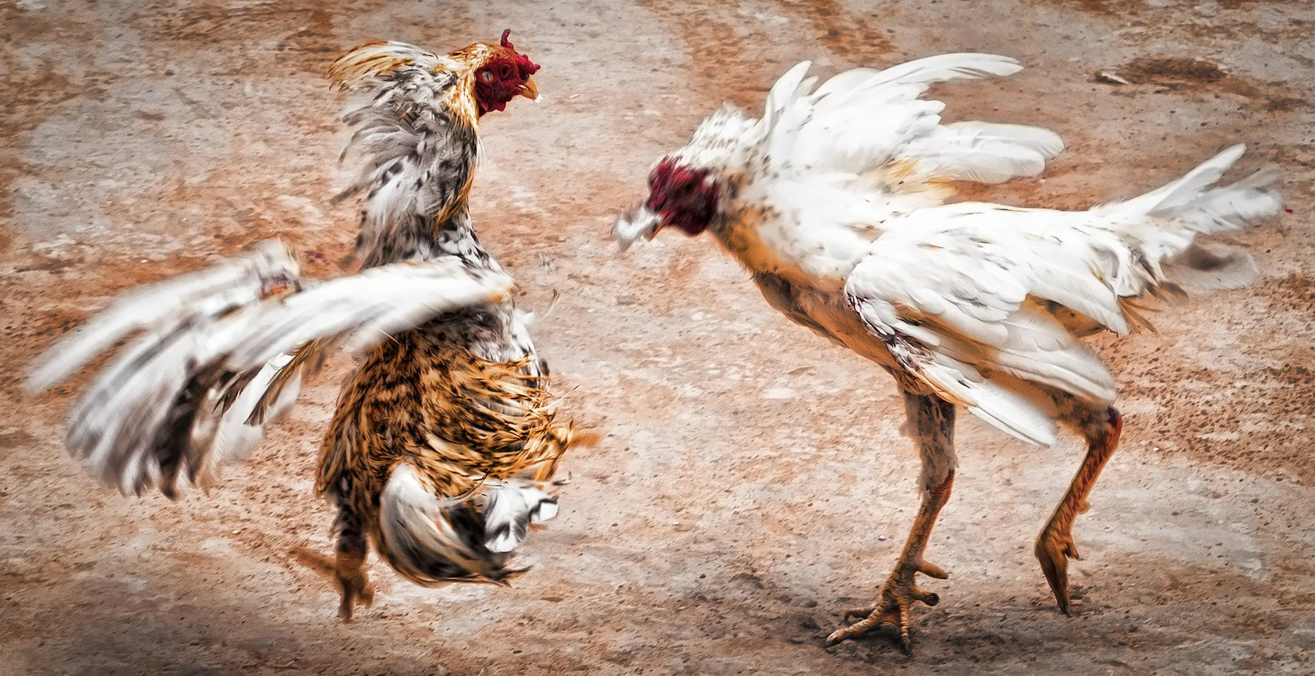 hình ảnh  Cockfighting in Mexico