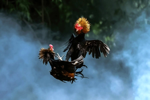 hình ảnh  Cockfighting in Afghanistan