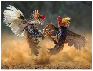 hình ảnh Cockfighting in Madagascar