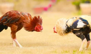 hình ảnh Cockfighting in Honduras