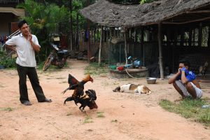 hình ảnh Cockfighting in Cambodia