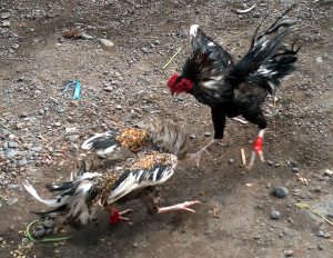 hình ảnh Cockfighting in Myanmar (Burma)