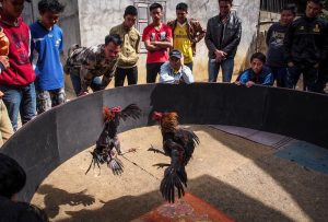 hình ảnh Cockfighting in Laos