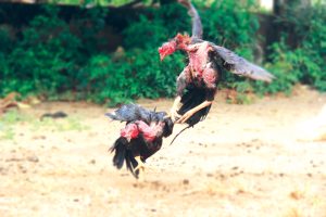 hình ảnh Cockfighting in Vietnam (Chọi gà miền Bắc)