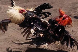 hình ảnh Cockfighting in Nepal