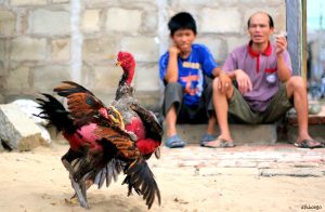 hình ảnh Cockfighting in Vietnam