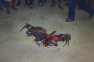 hình ảnh Cockfighting in Timor-Leste