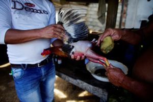 hình ảnh Cockfighting in Panama