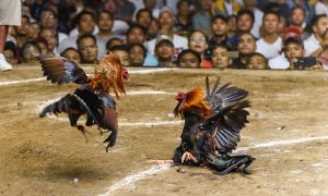 hình ảnh Cockfighting in India