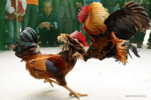 hình ảnh Cockfighting in the Bahamas