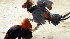 hình ảnh Cockfighting in Malaysia