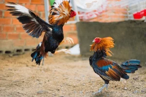 hình ảnh Cockfighting in Sri Lanka