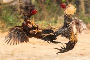 hình ảnh Cockfighting in Laos