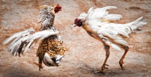 hình ảnh Cockfighting in Mexico