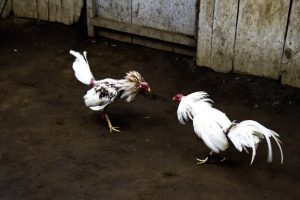 hình ảnh Cockfighting in Nicaragua