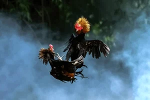 hình ảnh Cockfighting in Afghanistan